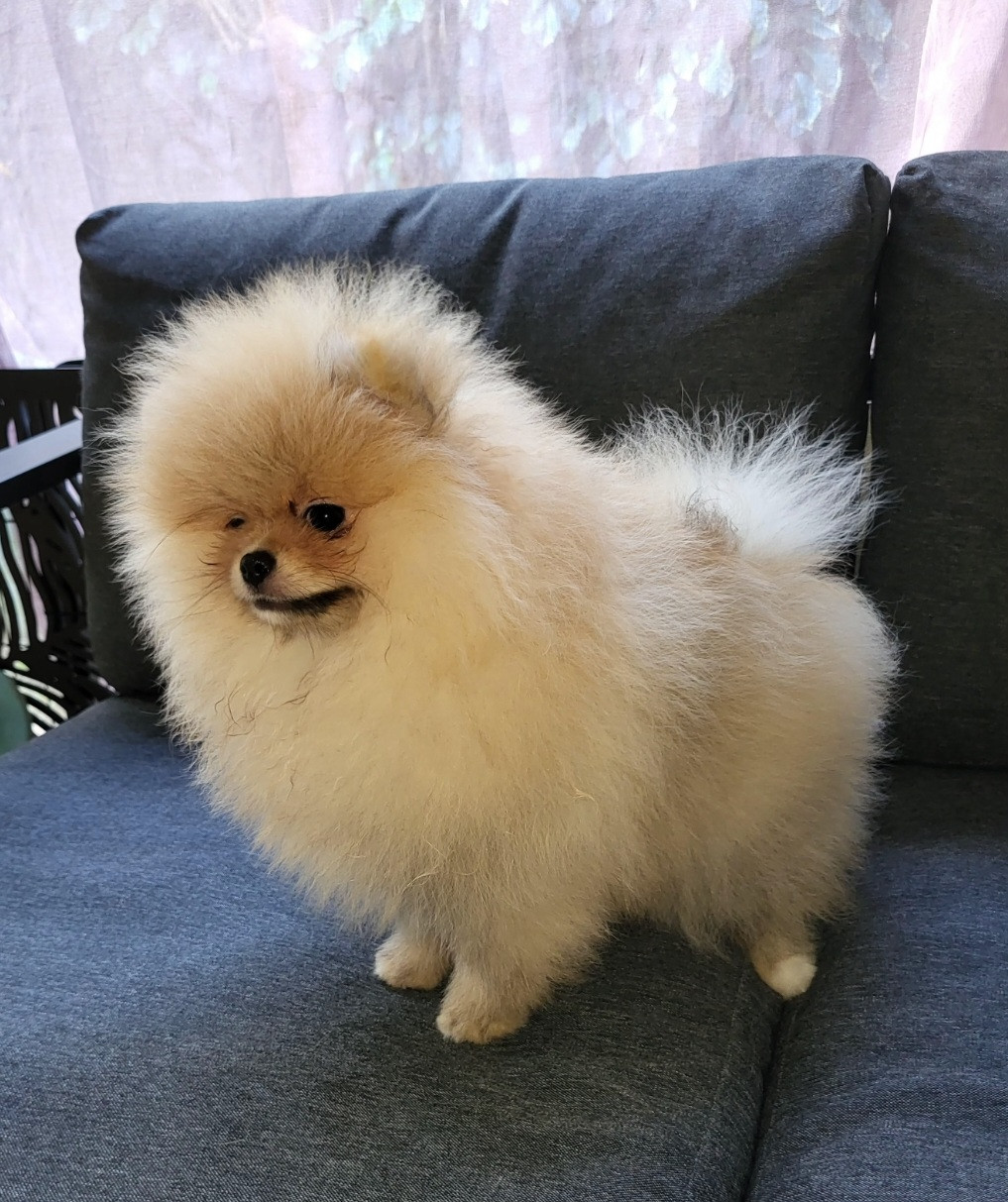 Automne petit trésor Kalivae's Stafford