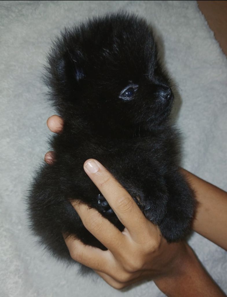 Kalivae's Stafford - Chiots disponibles - Spitz allemand