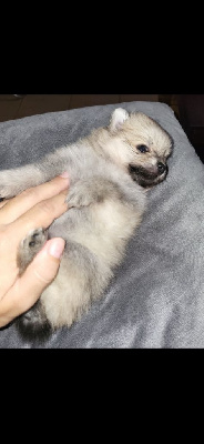 CHIOT 2